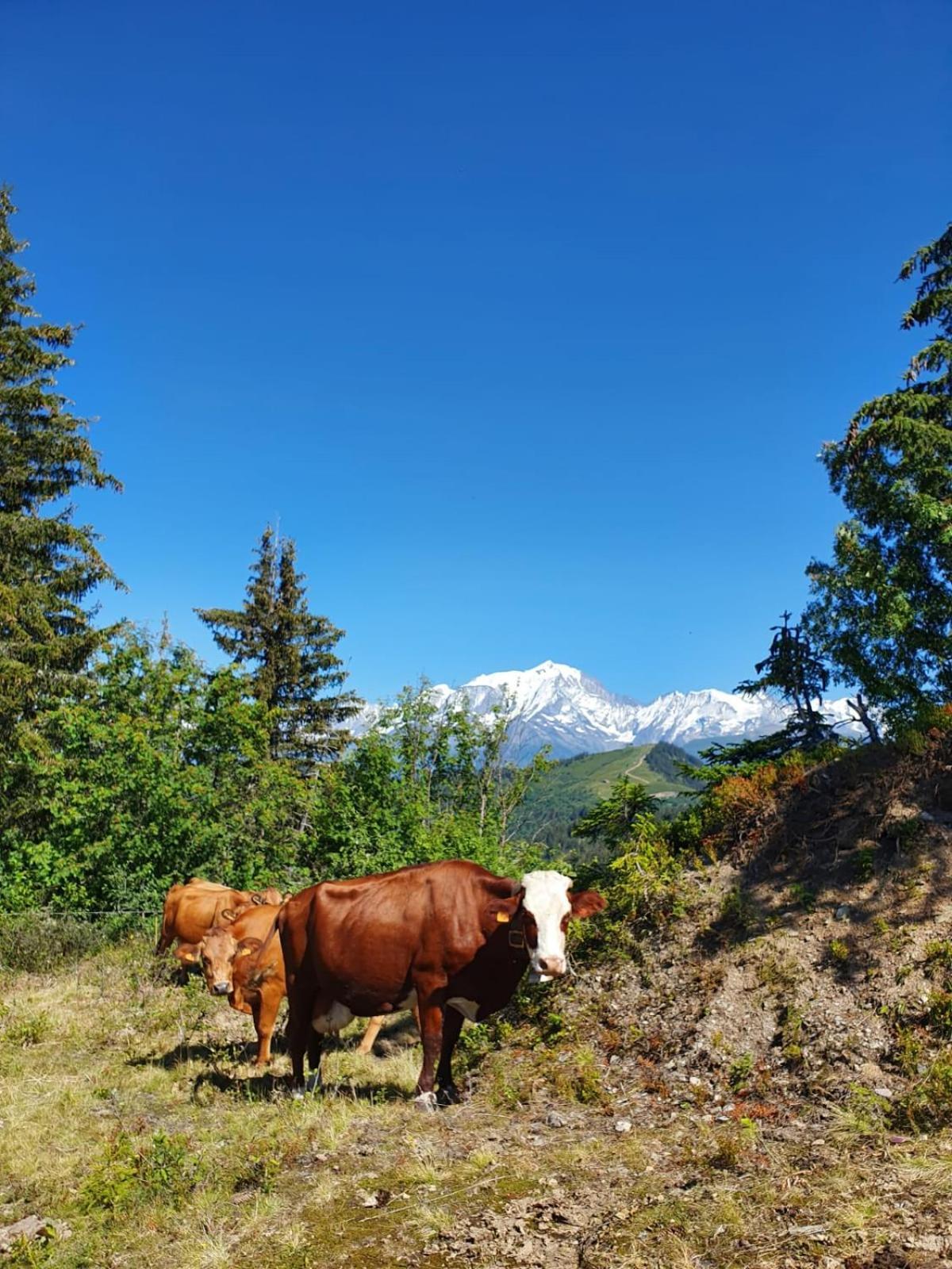 Appartement La Duchere Le Plan-La Giettaz Massif Des Aravis Екстериор снимка